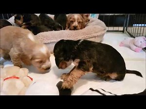 Cocker Spaniel from Pup to 7 Month
