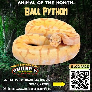 Animal of the Month: Ball Python Beautiful, calm, & beginner-friendly—these amazing snakes come in a rainbow of morphs & make fantastic pets! 🌡️ Easy care 🏡 Perfect size 💖 Super chill ⏳ Lives 30 years! Snag one before they’re gone! #BallPython #PetSnake #ScalesNTails #ReptileLove #PythonMorphs #AnimalOfTheMonth @followers #followers Our Ball Python BLOG just dropped! Learn more: https://www.scalesntails.com/blog | Scales 'N Tails