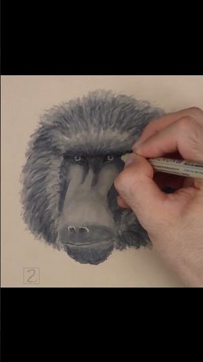 Baboon Sketch (Pen and Markers)