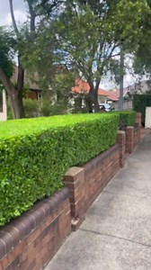 Straightest hedge in Australia #hedgetrimming #oddlysatisfying #garden #lawncare #fypシ #nature #outdoors #urbangarden #gardening #gardensculpture #garden #gardentherapy #tidyup #clean #asmr #topiary #landscape #fresh #art #artwork | Nathans Lawns and Gardens