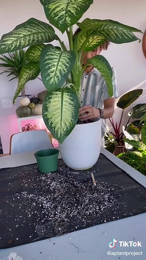 Repotting the dumb cane 🌱#fyp #plant #plants