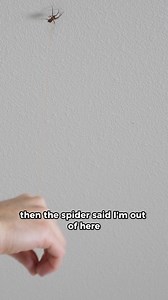 Spiders are stronger than you think! 🕷 | The Action Lab