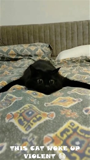 DIESE KATZE IST EINE GEFAHR 😤 #cats #cat #funny #katze #kitty #katzen #kätzchen #funnycats