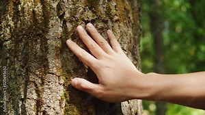 Brown tree bark close-up. Man touching wood trunk texture. Summer, nature concept. Stock Video