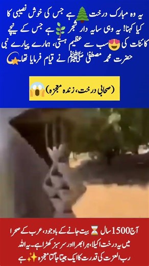 Blessed Sahabi Tree: A Living Miracle