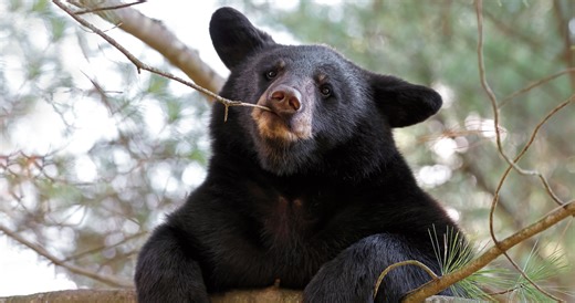 Wild Bear Crashes Live News Segment About a Bear Encounter