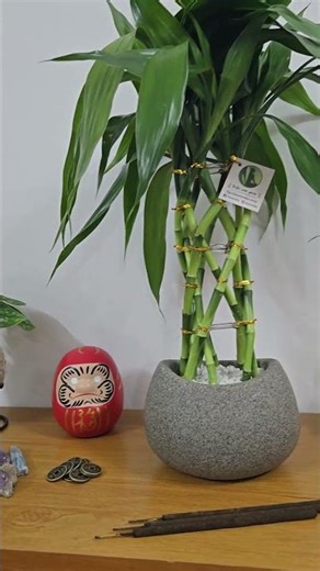 Arranjo com Bambu da Sorte Torre Trançada (50cm)