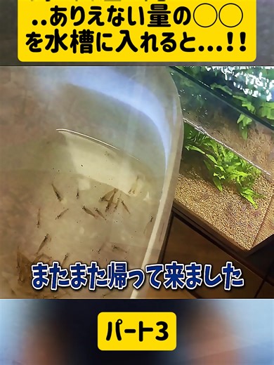 釣り具屋に売っていた..ありえない量の◯◯を水槽に入れると...！！-パート3#磯遊び #ガサガサ #生き物 #磯 #アクアリウム #水槽 #爬虫類 #aquarium #fyp #foryoupage❤️❤️