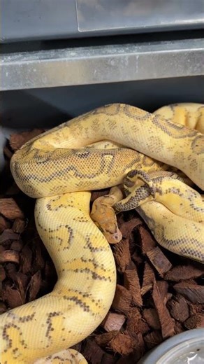 Freeway Clown x Pastel Freeway Clown! #ballpython #ballpythonmorphs #royalconstrictordesigns