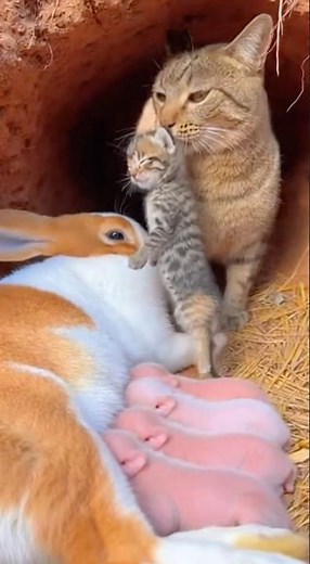 Unlikely Nursery Rabbit Mothering Piglets and a Kitten, Watched Over by a Cat #AnimalFriendship