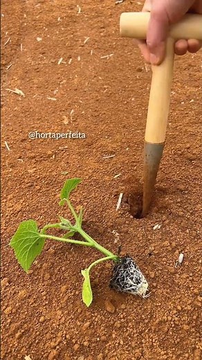 cultivo de pepino