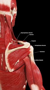 1.4K views · 15 reactions |  Understanding the Rotator Cuff: The Key...