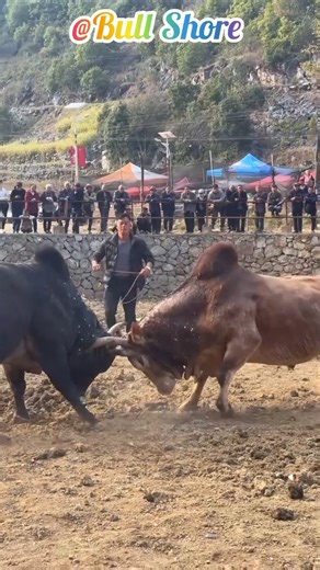 Look at the great fight between the two cows.