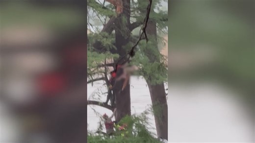 Video shows woman stuck in tree after treading floodwaters for 20 miles across Texas