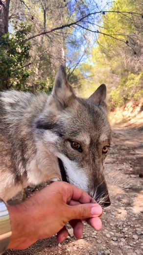 Wolf and Human Hand Interaction in Nature