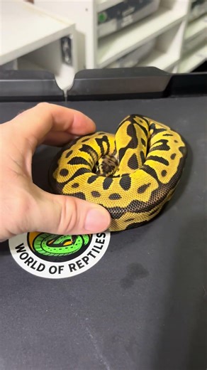 Pastel enchi leopard het desert ghost clown male ball python! #ballpython #reptiles