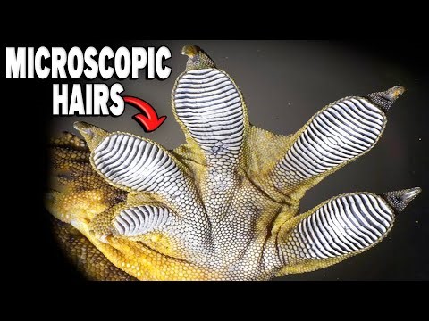 What Makes Gecko Feet Sticky Enough To Climb Glass?