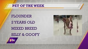 Pet of the Week | Flounder