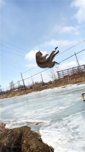 Epic Cats in Ultra Slow Motion #Shorts #pets