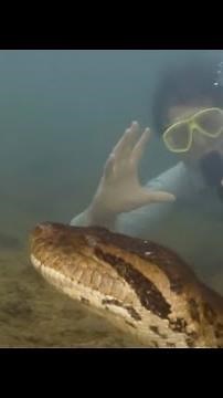 The World’s LARGEST ANACONDA Has Been Discovered!! #PatGeo