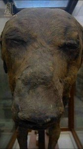 139K views · 5.3K reactions | A mummified dog from Ancient Egypt ✨...