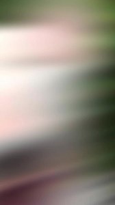 120K views · 5.1K reactions | Meet the Bull Terrier #bullterrier | Working Bull Terriers Kennel | Facebook