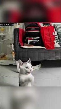 cats on surveillance camera funny moments🤣#FunnyCat #cat #funnyvideos #catlover