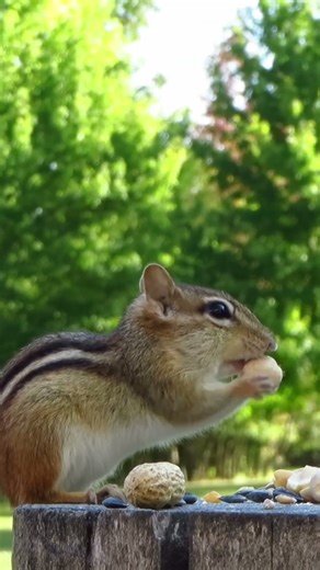 Chipmunk selecting peanuts on a breezy autumn afternoon