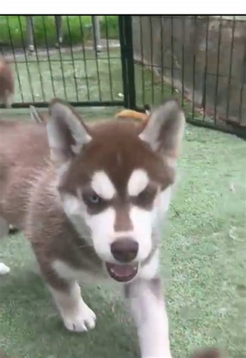 Huskykairos sur TikTok