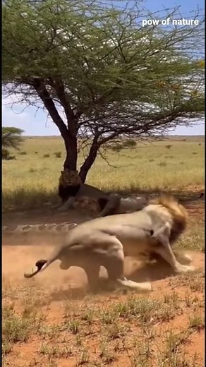 🦁🐍💥 Giant Python Wraps Around Lion in a Brutal Survival Fight! #savelions