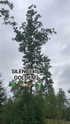 Silence is Golden! Follow me to Touch Not Trail