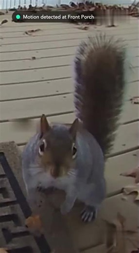 Squirrel Stares Directly Into Camera Like It Knows😂