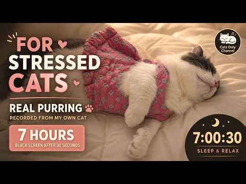 Real Cat Purring for Stressed Cats 7 Hours | Black Screen Sleep Sounds