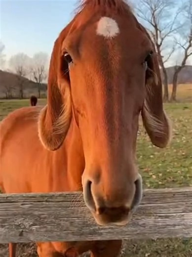 Cavalo com Orelhas Caídas: Curiosidades e Comparações