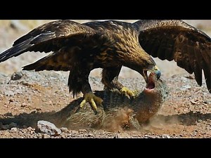 The Ultimate Sky Battle: Mongoose vs Eagle, Can a Mongoose Survive the Drop?