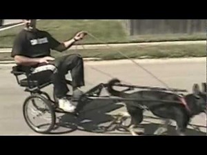 USA K9 Dog Carting