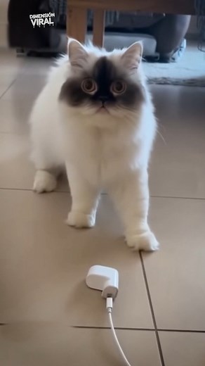 76M views · 1.4M reactions | El michi mordió un cable… y ahora lucha contra el crimen  #GatoHeroe #MascotasGraciosas #Batmichi | Dimensión Viral | Facebook