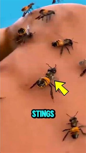 One Mistake and a Beehive Attacked Everyone