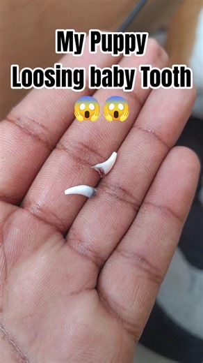My Puppy Losing Baby Teeth 🦷