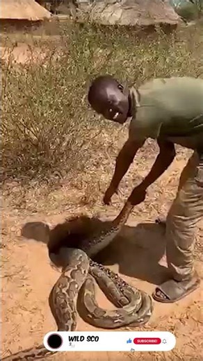 Brave Man Battles Pythons | Giant Burrow Rescue 🐍💪🔥 #Shorts