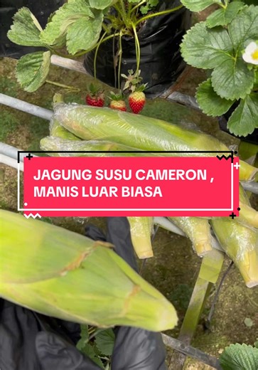 Jagung Susu Cameron Highlands: Manis dan Crunchy!
