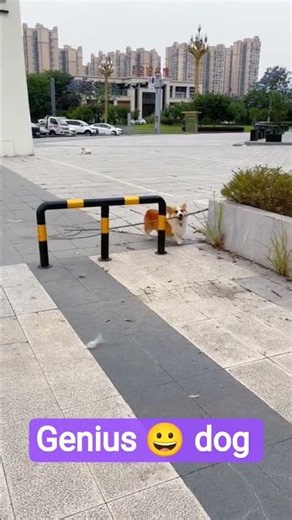 integration dog
