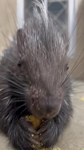 Violet the porcupette loves her biscuits. | Cincinnati Zoo & Botanical Garden