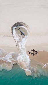 20M views · 245K reactions | Sea otter Rescues dolphin from Danger! | Paul & Friends | Facebook