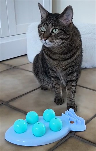 Fressnapf Paderborn XXL on Instagram: "🐟 Tiger testet für euch das AniOne Intelligenzspielzeug „Fisch“ 🐾 Spielspaß trifft Köpfchen! 🧠🐱 Das Spielbrett mit fünf Abdeckkugeln sorgt für jede Menge Beschäftigung und fordert die Geschicklichkeit deiner Katze heraus. Ob jung, alt oder etwas gemütlicher – dieses Intelligenzspielzeug ist für Katzen jeder Größe und jedes Alters geeignet. Dank der Anti-Rutsch-Noppen bleibt alles sicher an Ort und Stelle, während Tiger fleißig Pfötchenarbeit leistet. Mi