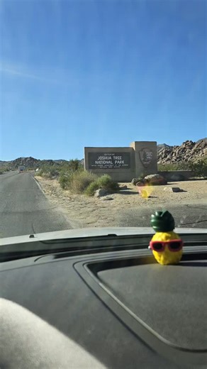 Camping at Joshua Tree with friends making memories. And many more adventure to come. #joshuatreenationalpark #joshuatree #camping #friends #memories #hikelife #bestlife #hike #bestfriends #relaxing #fun #adventure #roadtrip | Omar Montillo
