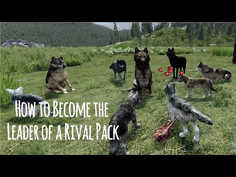 How to Become the LEADER of a Rival Pack || WOLFQUEST SAGA