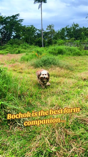 Bochok accompanied me to the field today. I had to clear some brush and he patiently qatched over me as I worked. He’s the best boy ever. #sheltie #shihtzu