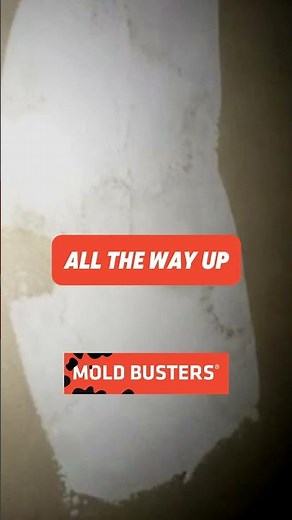 🏚️🦠 Drywall Mold Free Virtual Inspection