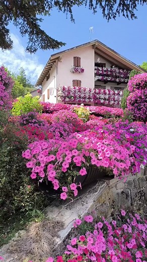 Proven Winners Italia: Piante da Giardino e Fiori